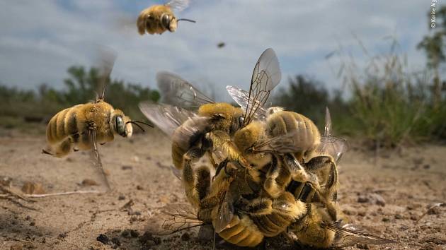Vítězný snímek celé soutěže Fotograf divoké přírody roku. Klubko samců včel snažících se spářit s jedinou samičkou.