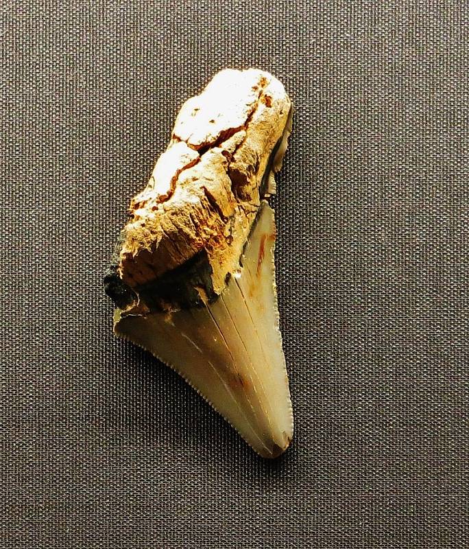 Fosilie prehistorického žraločího zubu druhu Carcharocles v Muzeu přírodních dějin ve Wiesbadenu