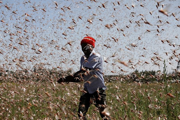 Marný boj, 1. února 2021. Nešťastný farmář se snaží odehnat hejno pouštních kobylek na farmě poblíž města Rumuruti v Keni