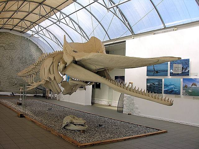 Kostra vorvaně obrovského v Muzeu světového oceánu v Kaliningradu