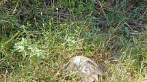 Alanya: v přírodě potkáte želvu