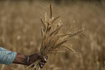 Žena sklízí pšenici na předměstí Džammú v Indii, 28. dubna 2022