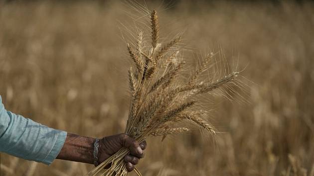 Žena sklízí pšenici na předměstí Džammú v Indii, 28. dubna 2022