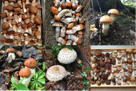  Jihomoravský kraj je rovněž na houby bohatý - Zde Bílovický les, Moravský Krumlov a Okolí Blanska a Hořic