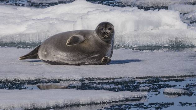 Bajkalský tuleň, ilustrační foto