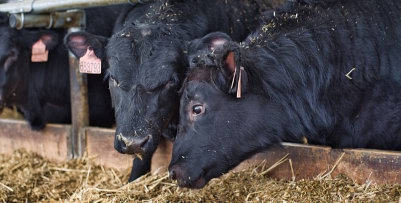 Rodinná Farma Škodovi rozváží steaky a hovězí masné výrobky až k lidem domů na Vysočině a jižní Moravě. Mají vlastní chov mladých býků plemene Aberdeen Angus