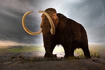 Model mamuta srstnatého v muzeu v Britské Kolumbii. Pokud vědci z Harvardu uspějí, za pár let lidé uvidí stejně vypadající zvíře i živé.