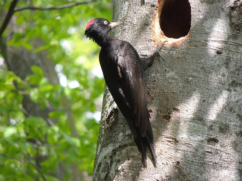 Datel černý (Dryocopus martius)