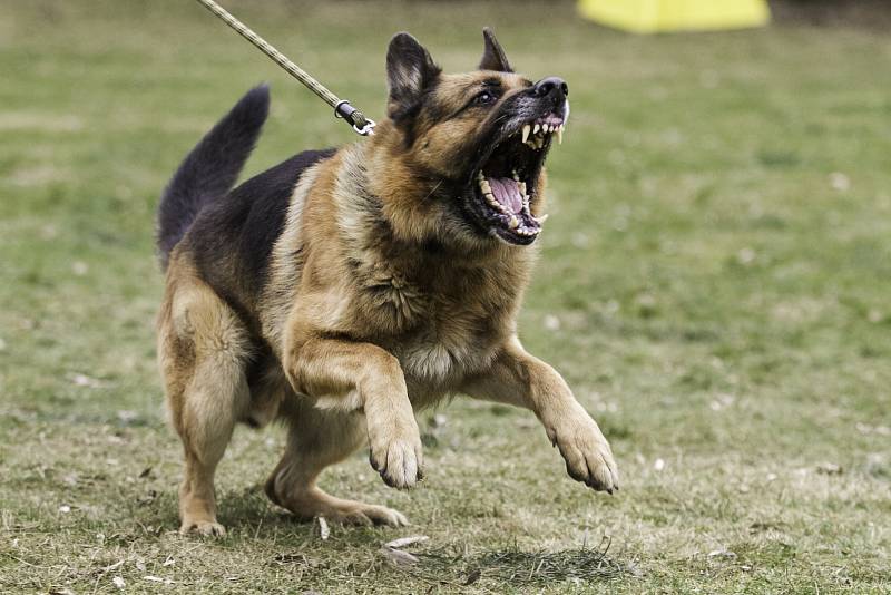 Agresivní pes. Ilustrační snímek