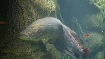 Arapaima velká