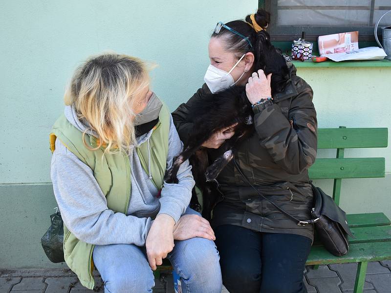Fenka Nelinka, která byla nalezena na Klatovsku ve velmi zuboženém stavu, s čumáčkem přelepeným izolační páskou, se zotavuje v klatovském útulku v péči Miloslavy Šeflové. V tmavém je zachránkyně psa Marcela Koupšetová.