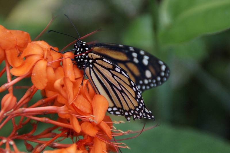 Monarcha stěhovavý (danaus plexippus)