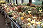 Sbírka každého kaktusáře je významně limitována místem ve skleníku – některé kaktusy, zvláště ty sloupovité, se musí proto podle potřeby řezat.