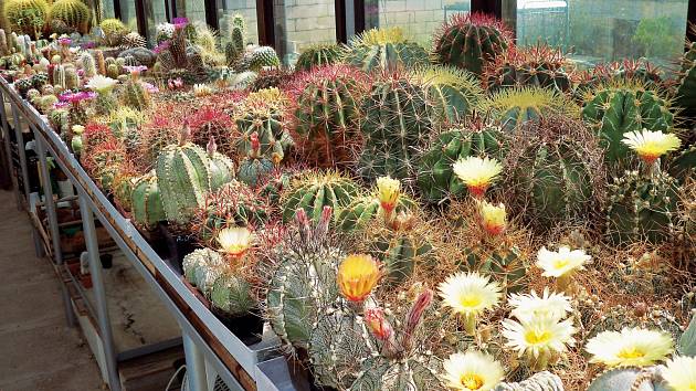 Sbírka každého kaktusáře je významně limitována místem ve skleníku – některé kaktusy, zvláště ty sloupovité, se musí proto podle potřeby řezat.