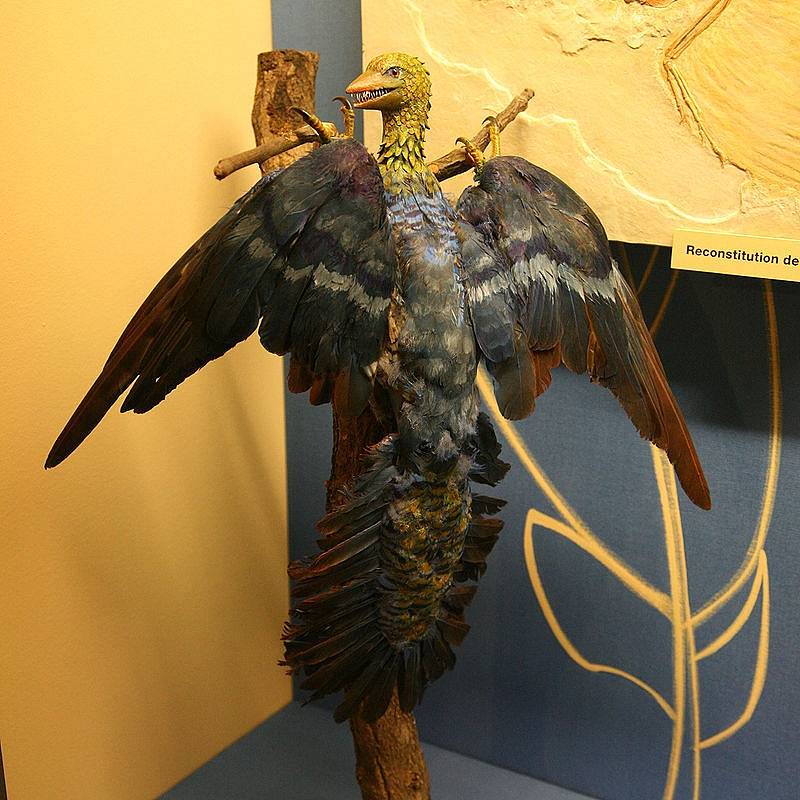 Starší model archeopteryxe v ženevském Muzeu přírodní historie