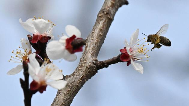 Včela opyluje květ meruňky, 23. března 2023, Břeclav
