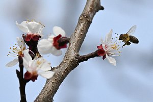 Včela opyluje květ meruňky, 23. března 2023, Břeclav