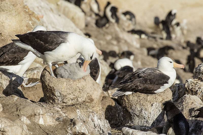 Albatrosi patří mezi nejvěrnější ptáky vůbec. Kvůli globálnímu oteplování ale přibývá případů, kdy se stabilní páry rozcházejí. Může to mít negativní vliv na další rozmnožování. Na snímku albatrosi černobrví.