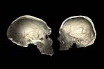 Srovnání lebky neandertálce s lebkou moderního člověka