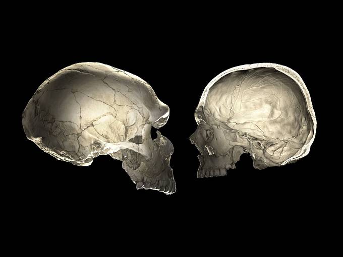 Srovnání lebky neandertálce s lebkou moderního člověka