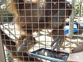 Orangutani v zoo v Miami používají iPady ke komunikaci.