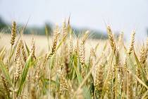 Pšenice - Ilustrační foto