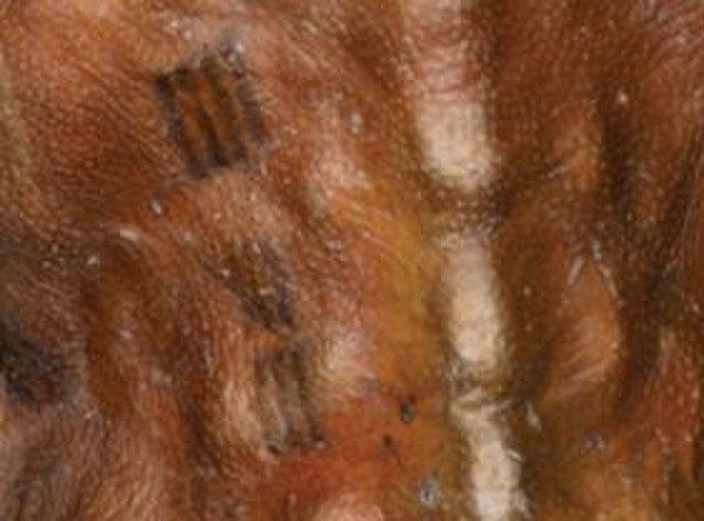 Ötziho tetování