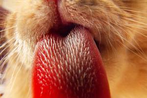 Kočičí jazyk je pokrytý malými drsnými výběžky