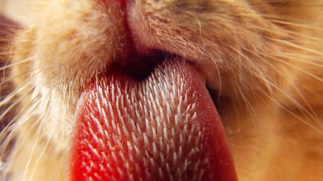Kočičí jazyk je pokrytý malými drsnými výběžky
