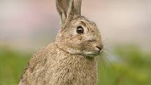 Králík divoký (též králík evropský, latinsky Oryctolagus cuniculus) byl do Austrálie dovezen v roce 1859. Brzy ovládl celý kontinent, nyní patří mezi nejobávanější australské škůdce. V současnosti žije v Austrálii dle odhadů 200 milionů králíků divokých.