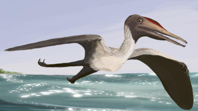 Pokus o rekonstrukci možné podoby pterodaktyla druhu Pterodactylus antiquus