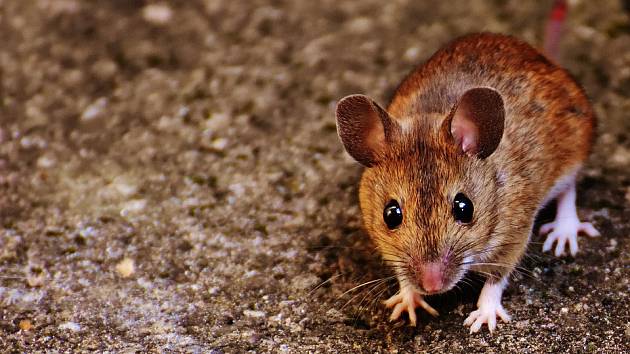 Pokud máte ve svém obydlí nezvané návštěvníky v podobě myší nebo potkanů, dobře zvažte, jakým způsobem se jich zbavíte.