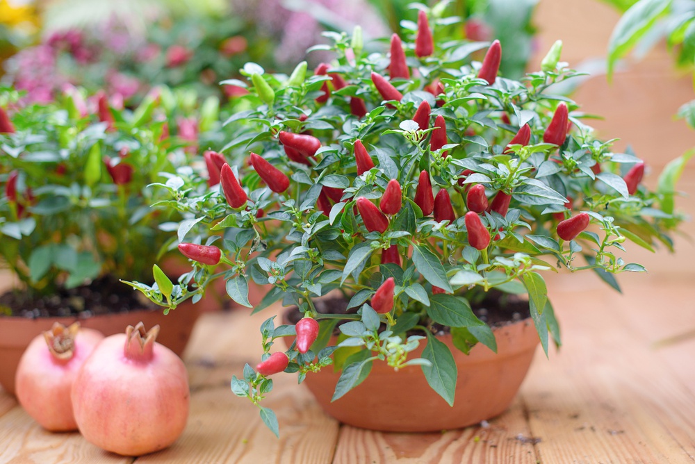 Jak pěstovat chilli v bytě?