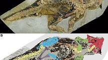 Fosilie psittacosaura vyfocená ve zkříženě polarizovaném světle a její interpretační kresba. Zelená označuje kosti předních končetin, modrá zadní končetiny, fialová části kříže, červená lebeční kosti a žlutohnědá páteř