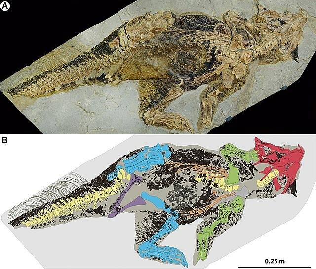 Fosilie psittacosaura vyfocená ve zkříženě polarizovaném světle a její interpretační kresba. Zelená označuje kosti předních končetin, modrá zadní končetiny, fialová části kříže, červená lebeční kosti a žlutohnědá páteř