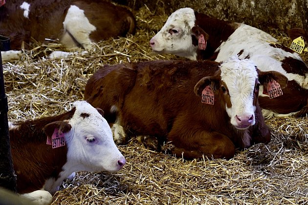 Mladý farmář Tomáš Trávníček vidí šanci pro staré kravíny v modernizaci. U Pelhřimova na Vysočině mu změna přístupu přinesla zvýšení dojivosti krav. Nebojí se ani robotizace.