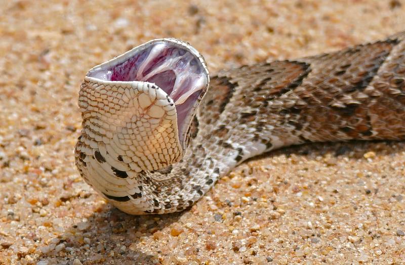 Studie naznačuje, že pohlavní orgány mají při páření hadů funkční význam 