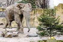  Trojice slonů afrických v Zoo Dvůr Králové nad Labem na Trutnovsku si dnes pochutnala na vánoční nadílce, v níž bylo i několik vánočních stromků.