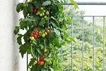 Na panelákovém balkoně vám porostou i rajčata tyčková, jenže těm už truhlíky nestačí. Potřebují květináče s minimálním průměrem čtyřicet centimetrů a hloubkou třicet centimetrů.