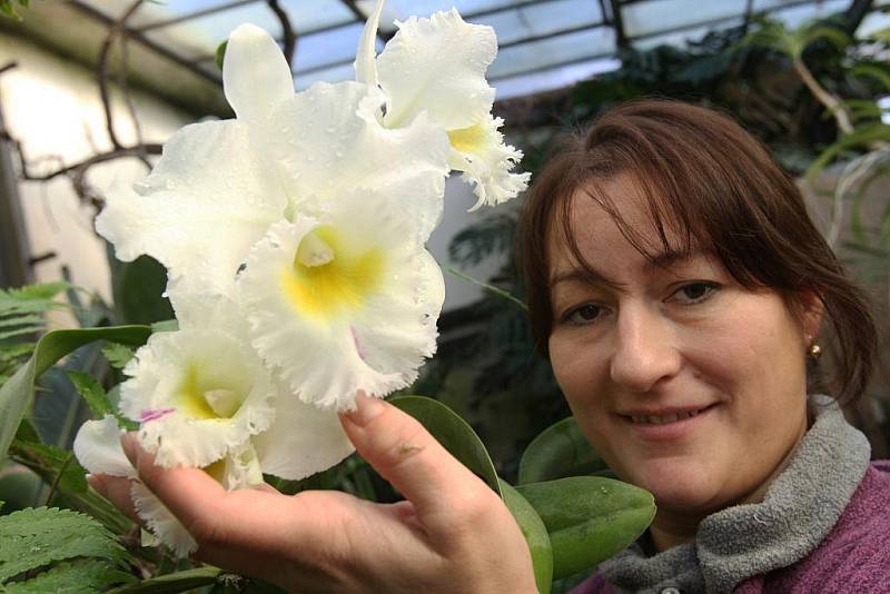 V zámeckém skleníku ve státním zámku Libochovice právě v předvánoční době rozkvétají desítky druhů vzácných orchidejí a dalších rostlin s překrásnými květy.