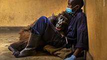 Poslední minuty života milované gorily. Emotivní snímek byl zachycen v Jihoafrické republice.