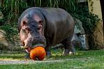 Ostravská zoo letos pořádá Halloween a lampionový průvod.