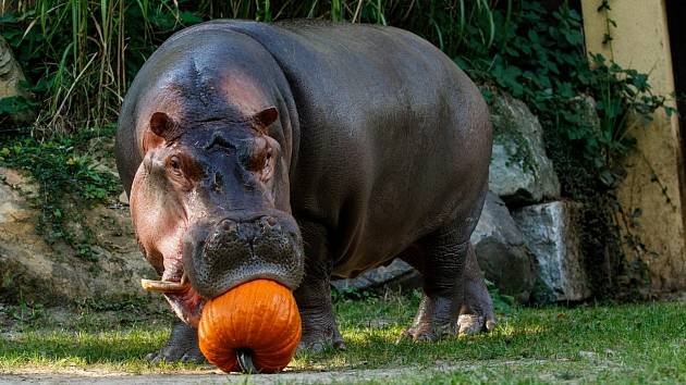 Ostravská zoo letos pořádá Halloween a lampionový průvod.