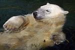 Do výběhu ledních medvědů dnes dopoledne skočila v době krmení zřejmě pomatená návštěvnice berlínské zoologické zahrady.