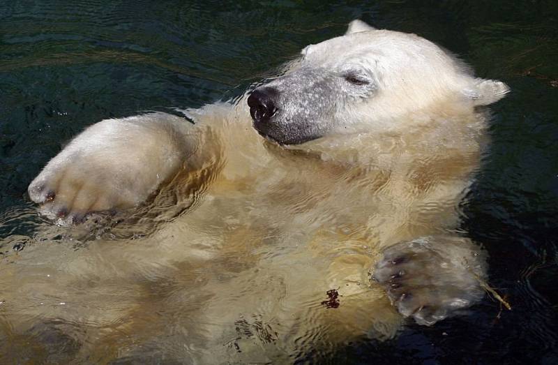 Do výběhu ledních medvědů dnes dopoledne skočila v době krmení zřejmě pomatená návštěvnice berlínské zoologické zahrady.