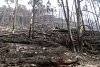 Požár v Českém Švýcarsku: Boj s plameny pohltí stovky milionů, pomůže stát