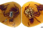 Samice pavouka druhu lagonomegopidae svírající vajíčky (vlevo) a s vylíhlými mláďaty.