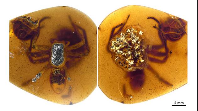 Samice pavouka druhu lagonomegopidae svírající vajíčky (vlevo) a s vylíhlými mláďaty.