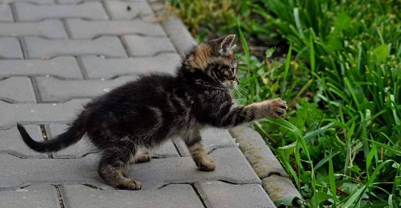 Řada lidí toulavou kočku vyžene, někteří se ale nad ní ustrnou a ubytují si ji doma.