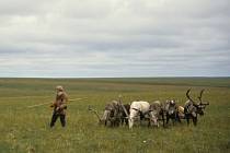 Choroba se rozšířila ve stádech místních pastevců, kteří už přišli o více než 1500 kusů zvěře.